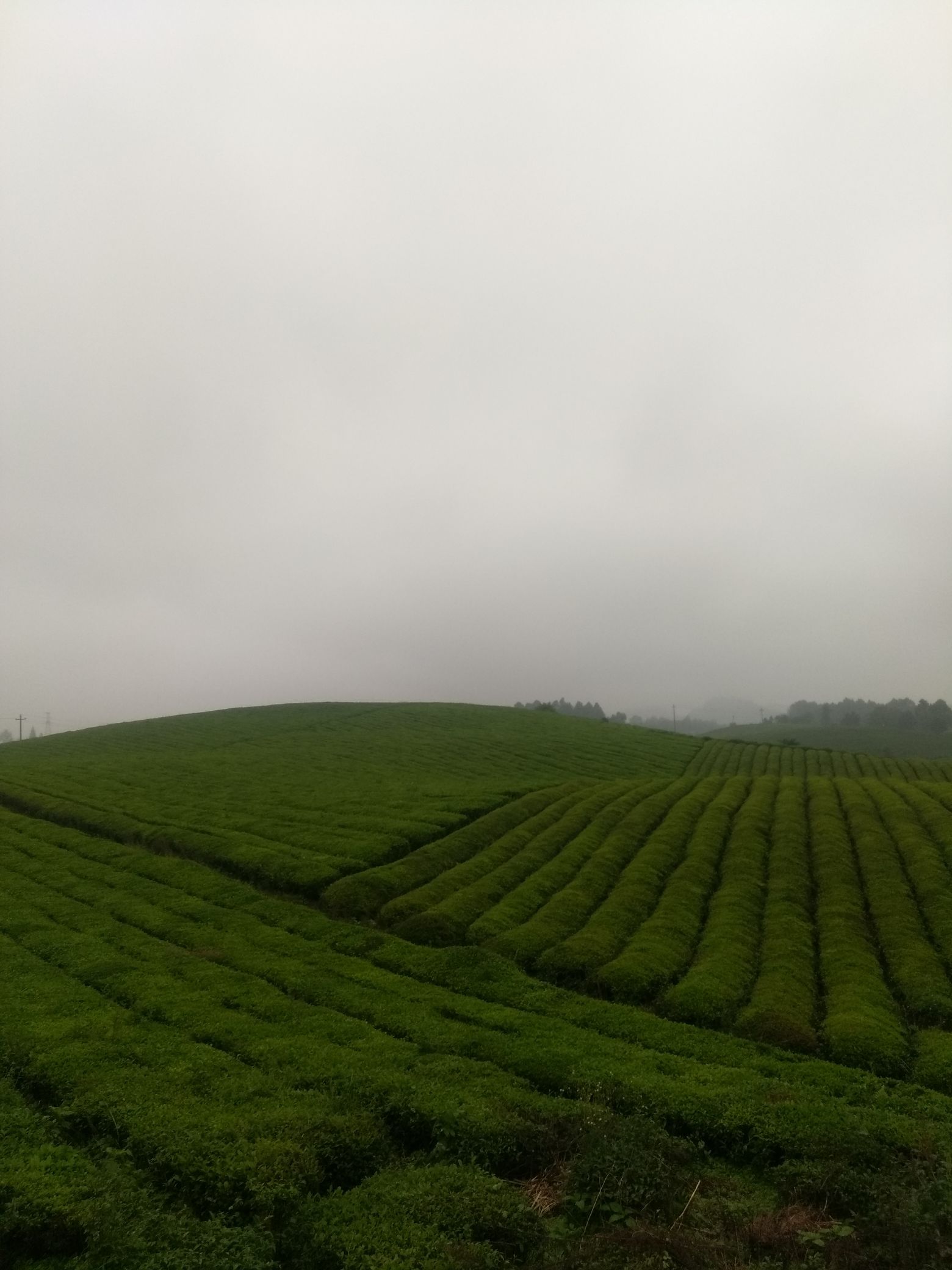 中国茶海景区旅行图片 3
