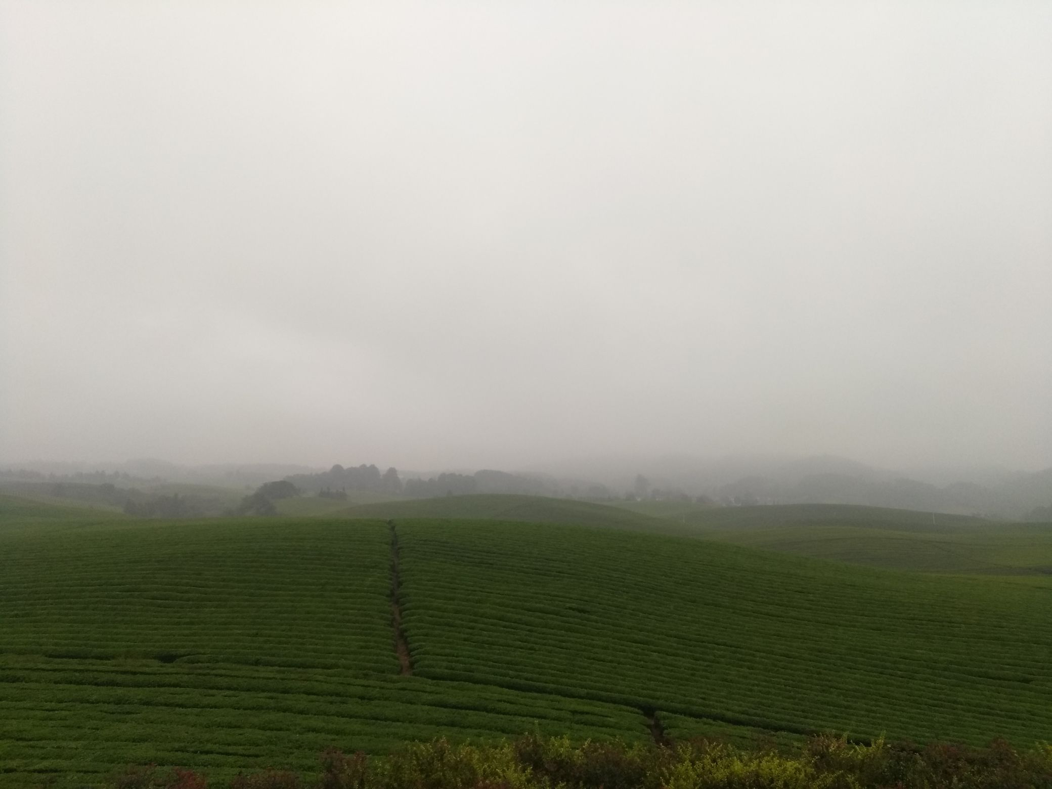 中国茶海景区旅行图片 2