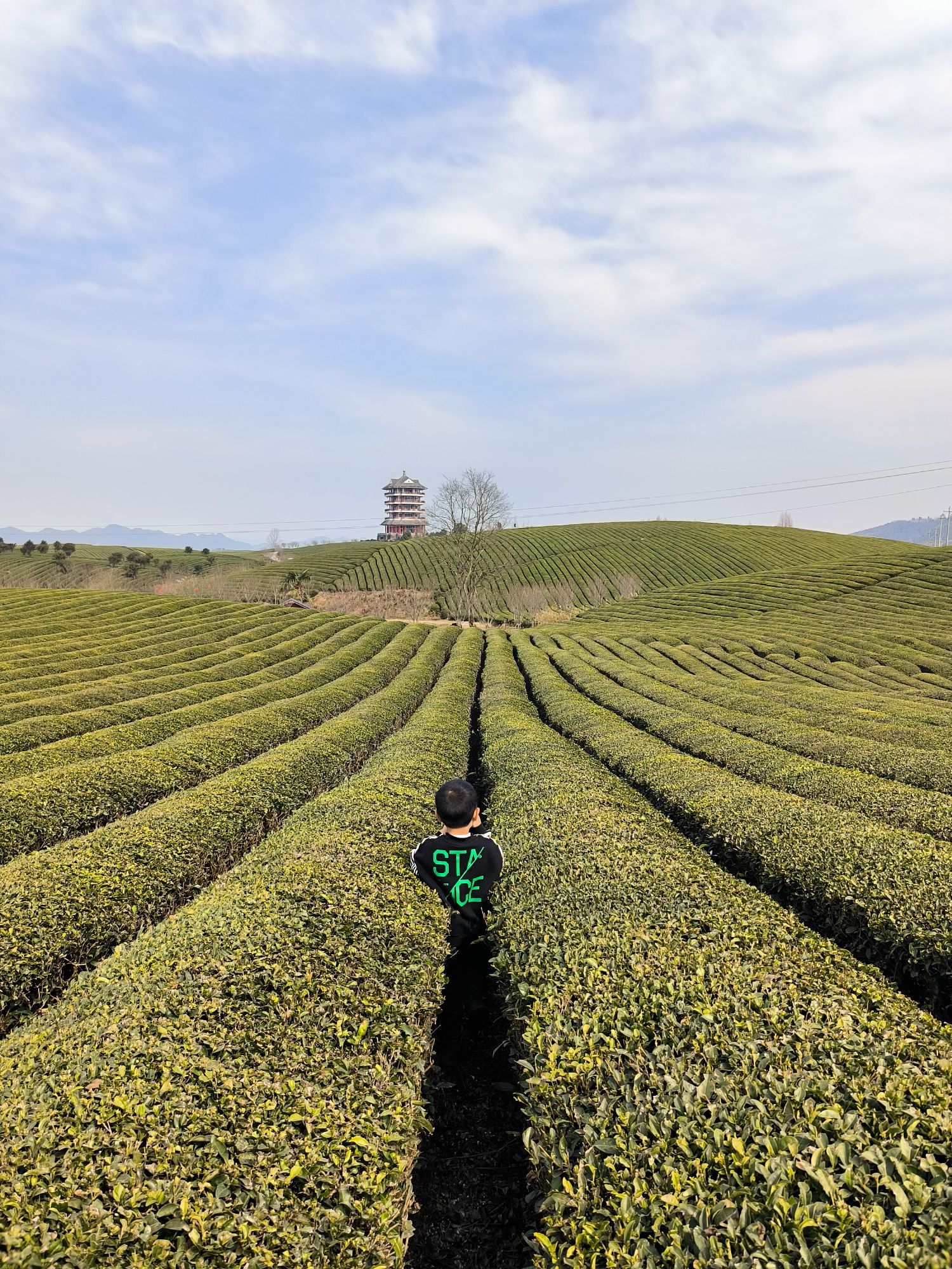 中国茶海景区旅行图片 2