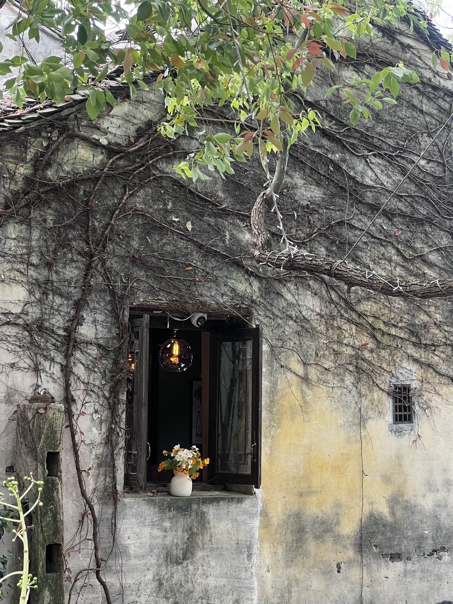 乌镇风景区旅行图片 2