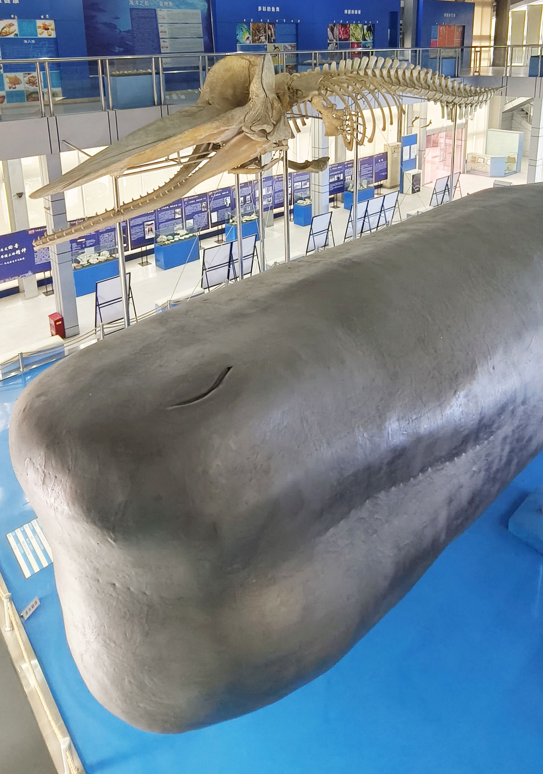 上海海洋大学博物馆