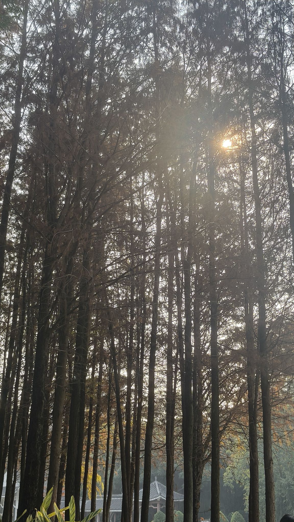 狮山公园旅行图片 1
