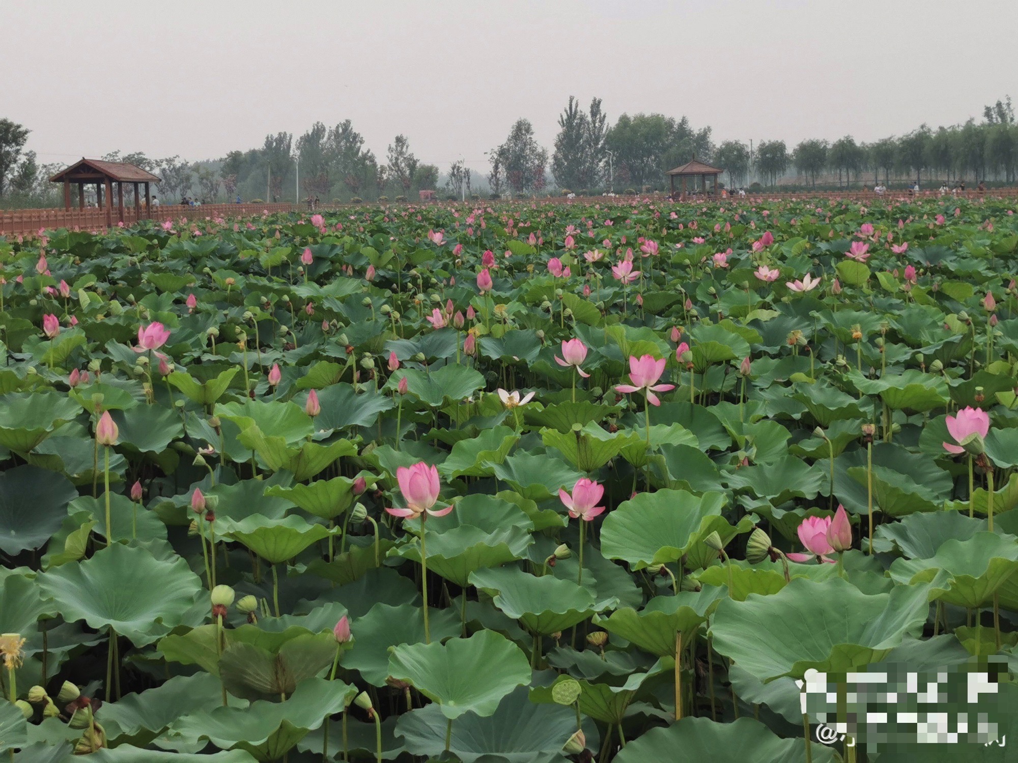 万亩荷花生态园旅行图片 1
