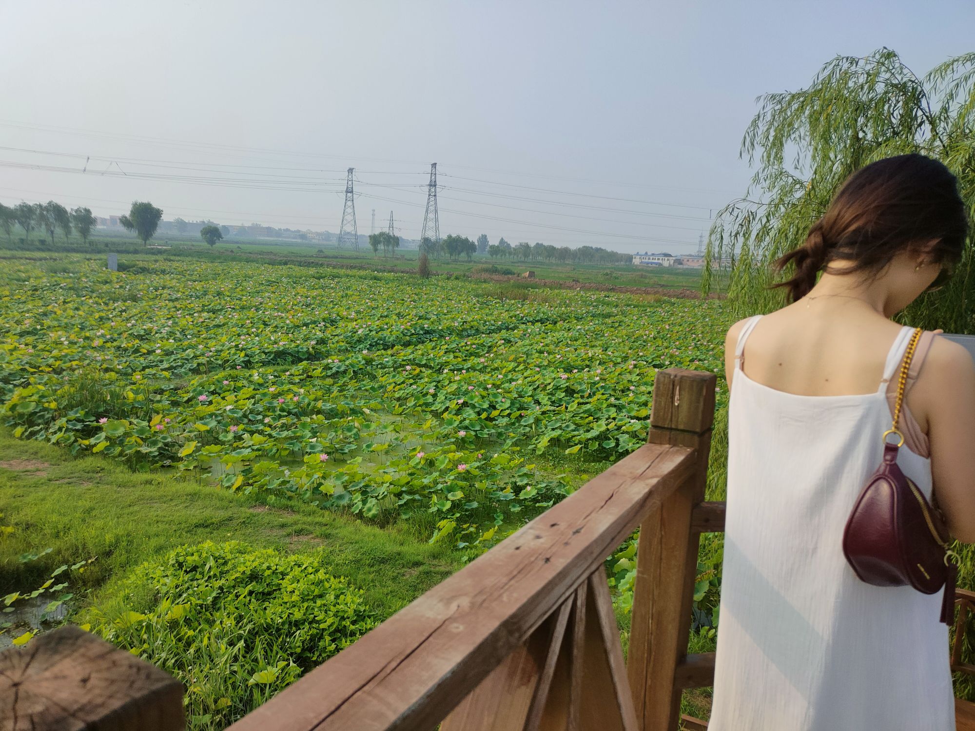 万亩荷花生态园旅行图片 1