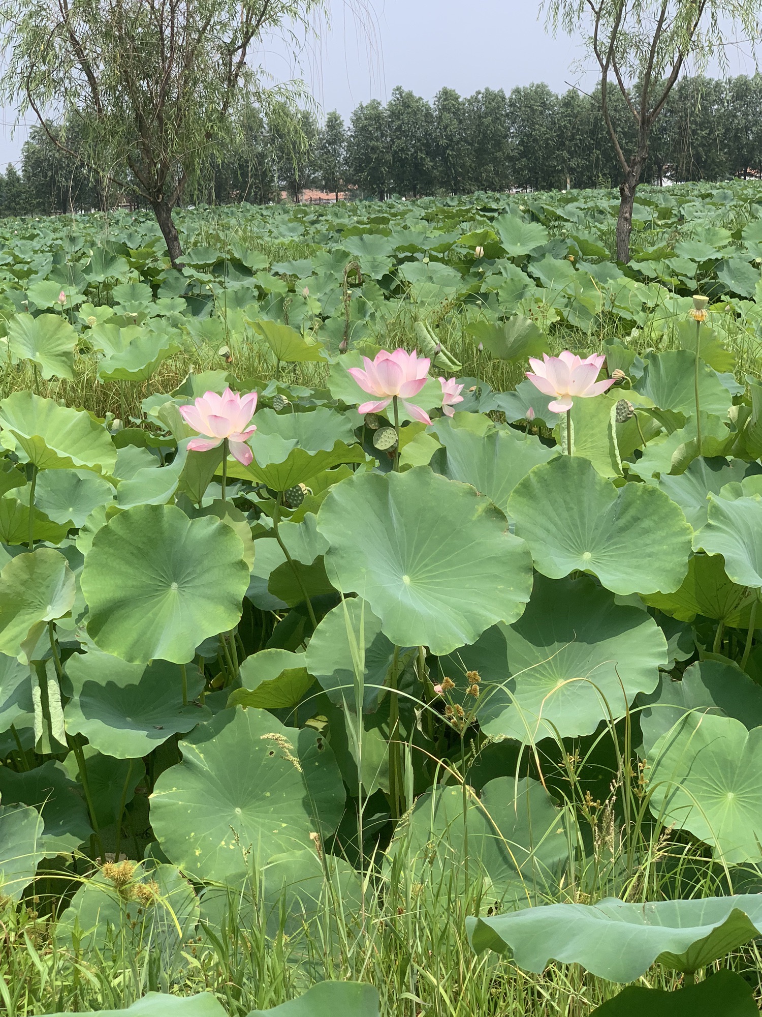 万亩荷花生态园旅行图片 3