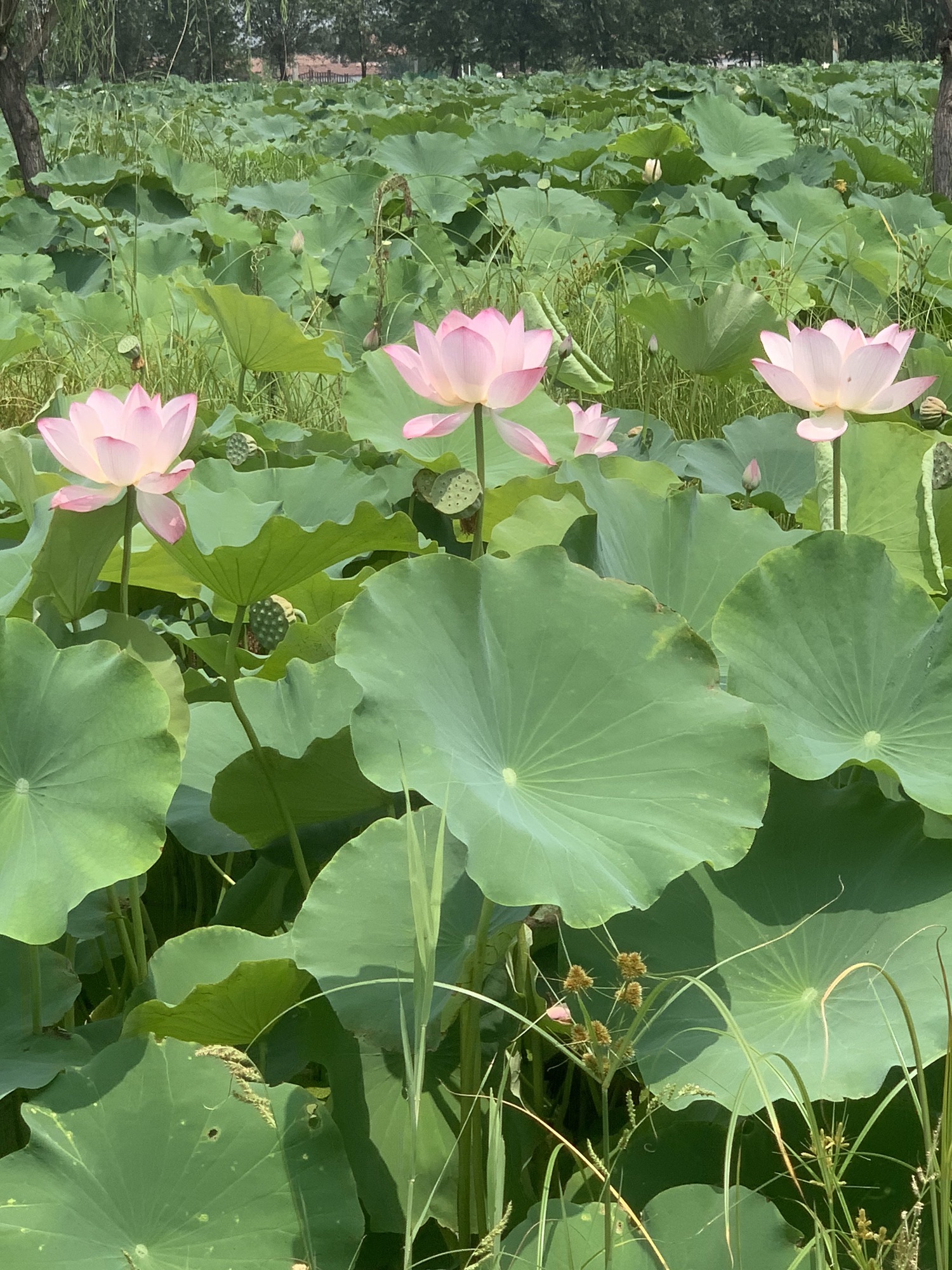 万亩荷花生态园旅行图片 2