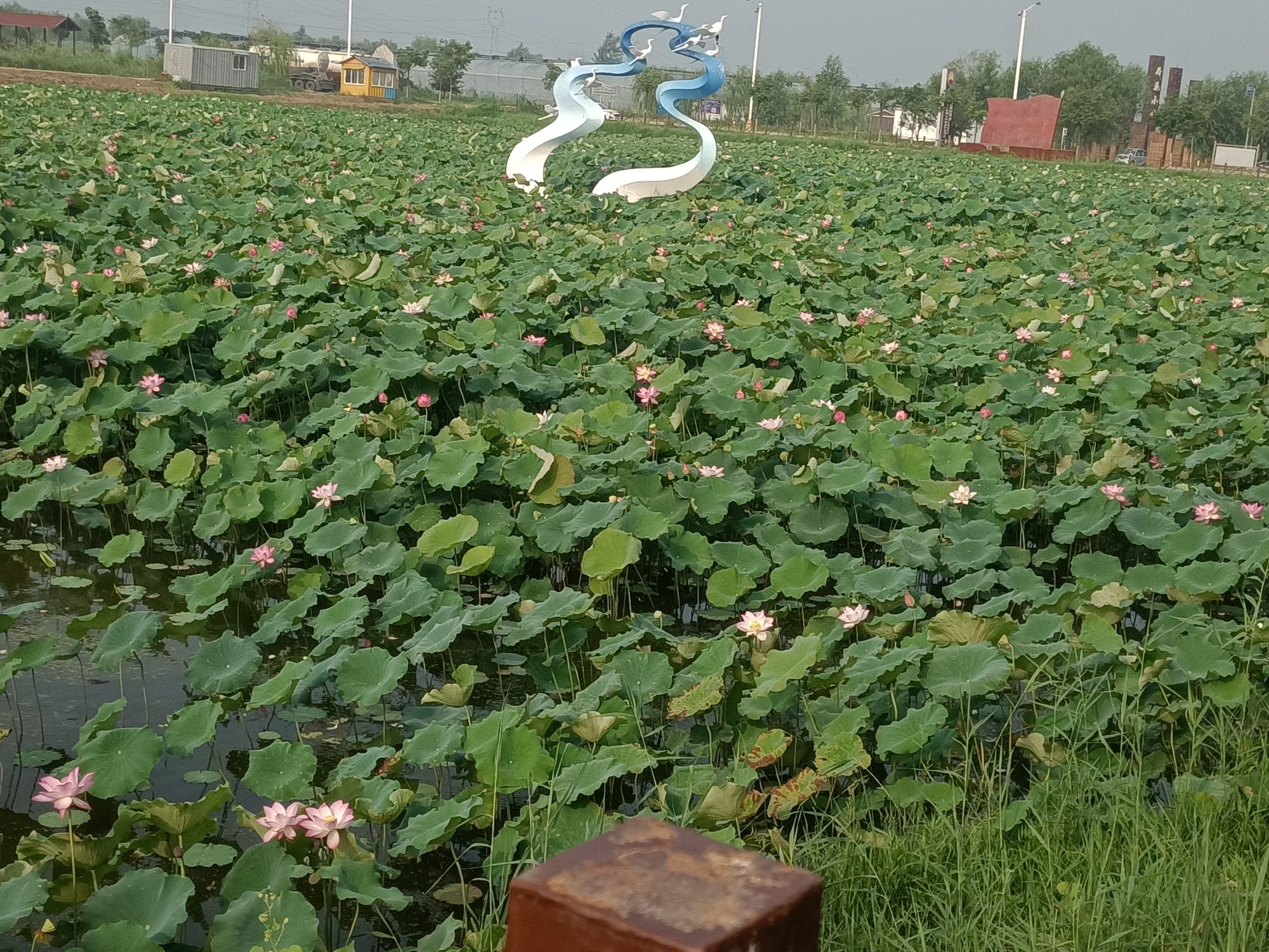 万亩荷花生态园旅行图片 3