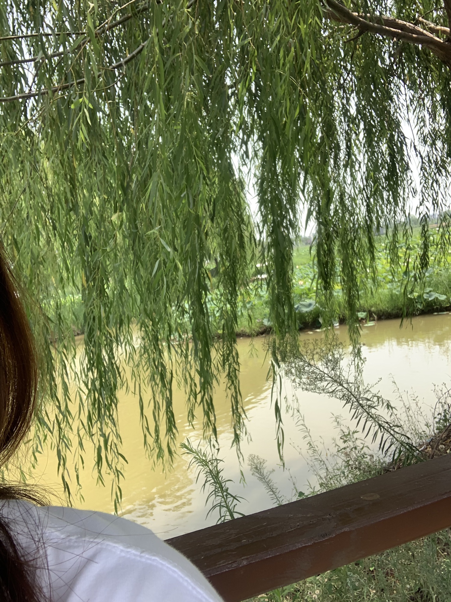 万亩荷花生态园旅行图片 1