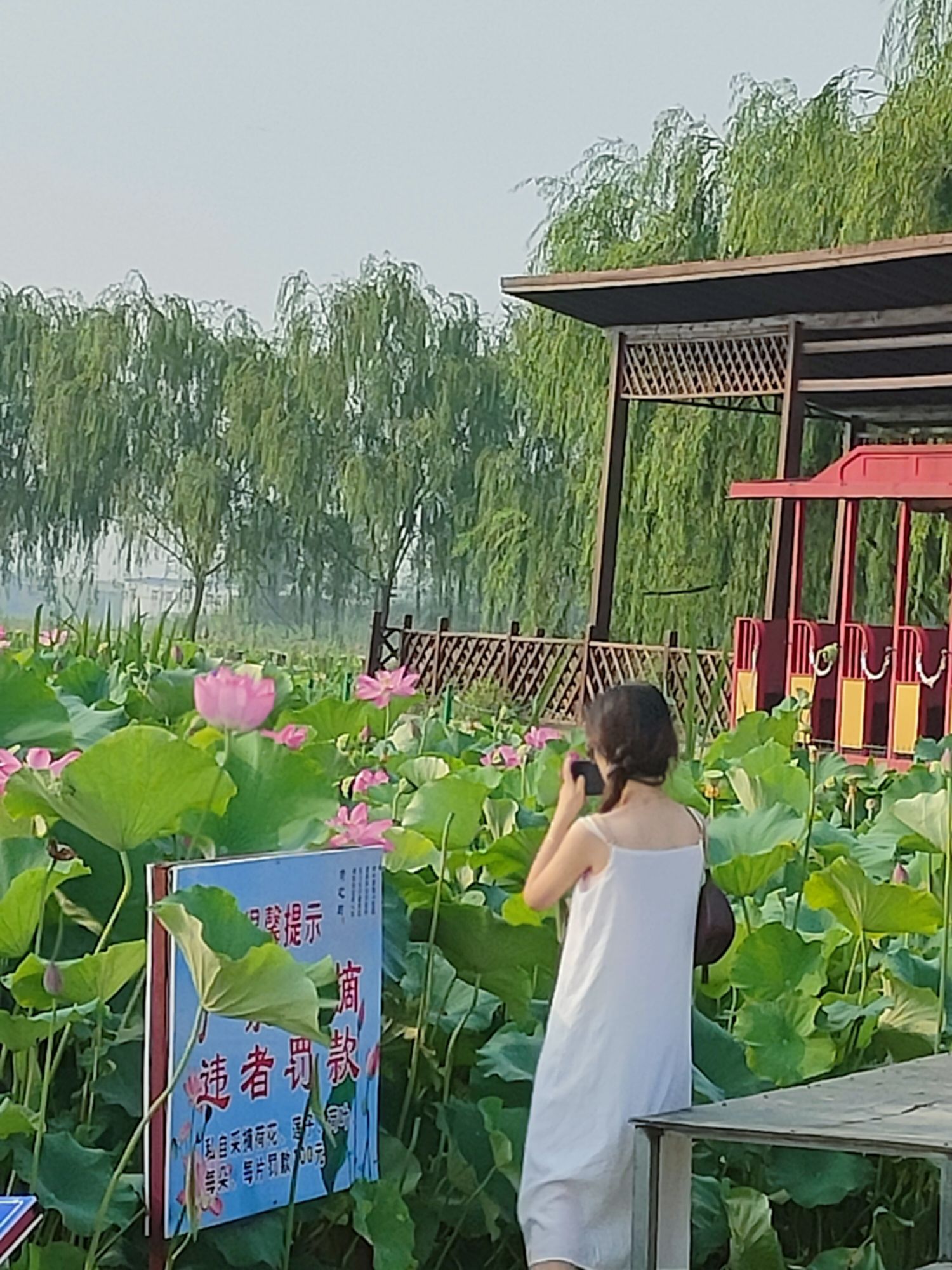万亩荷花生态园旅行图片 2