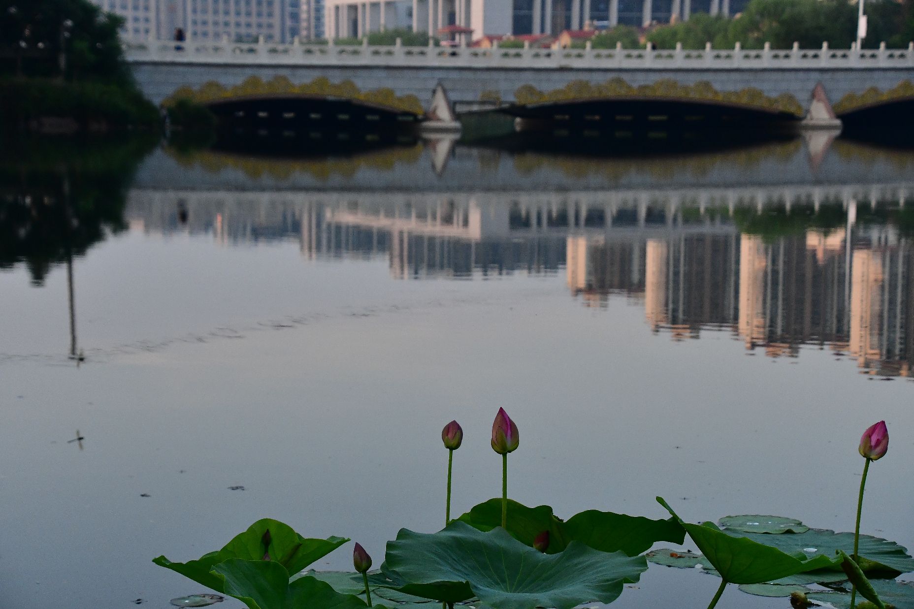 澄州湖公园旅行图片 2