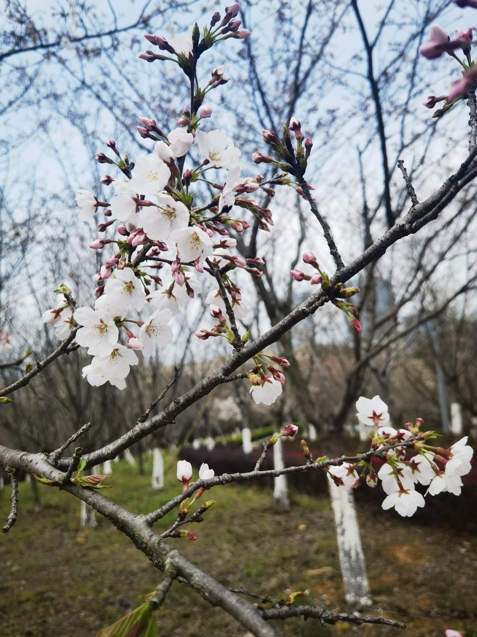 宁海县眠牛山公园旅行图片 1