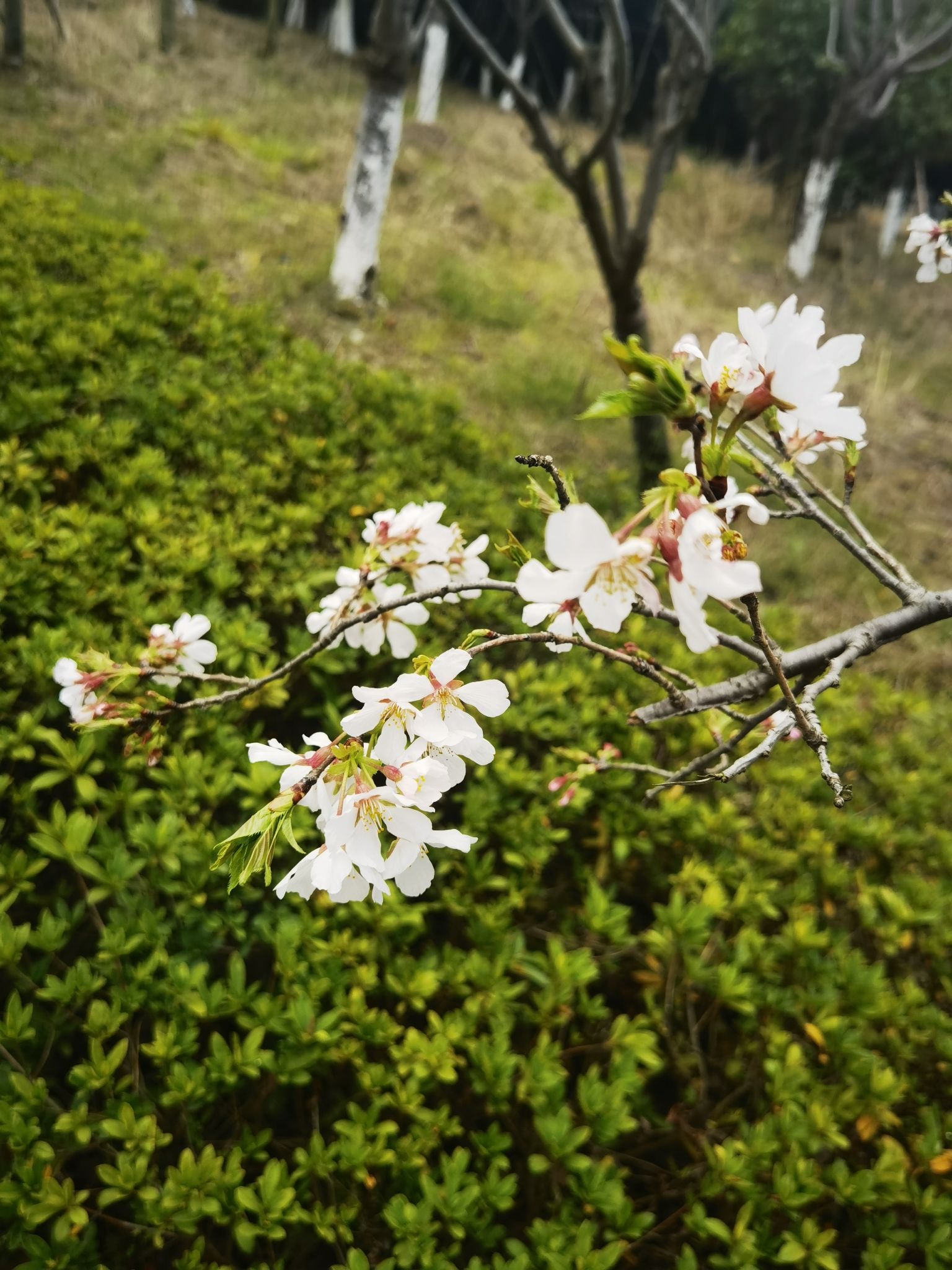 宁海县眠牛山公园旅行图片 2