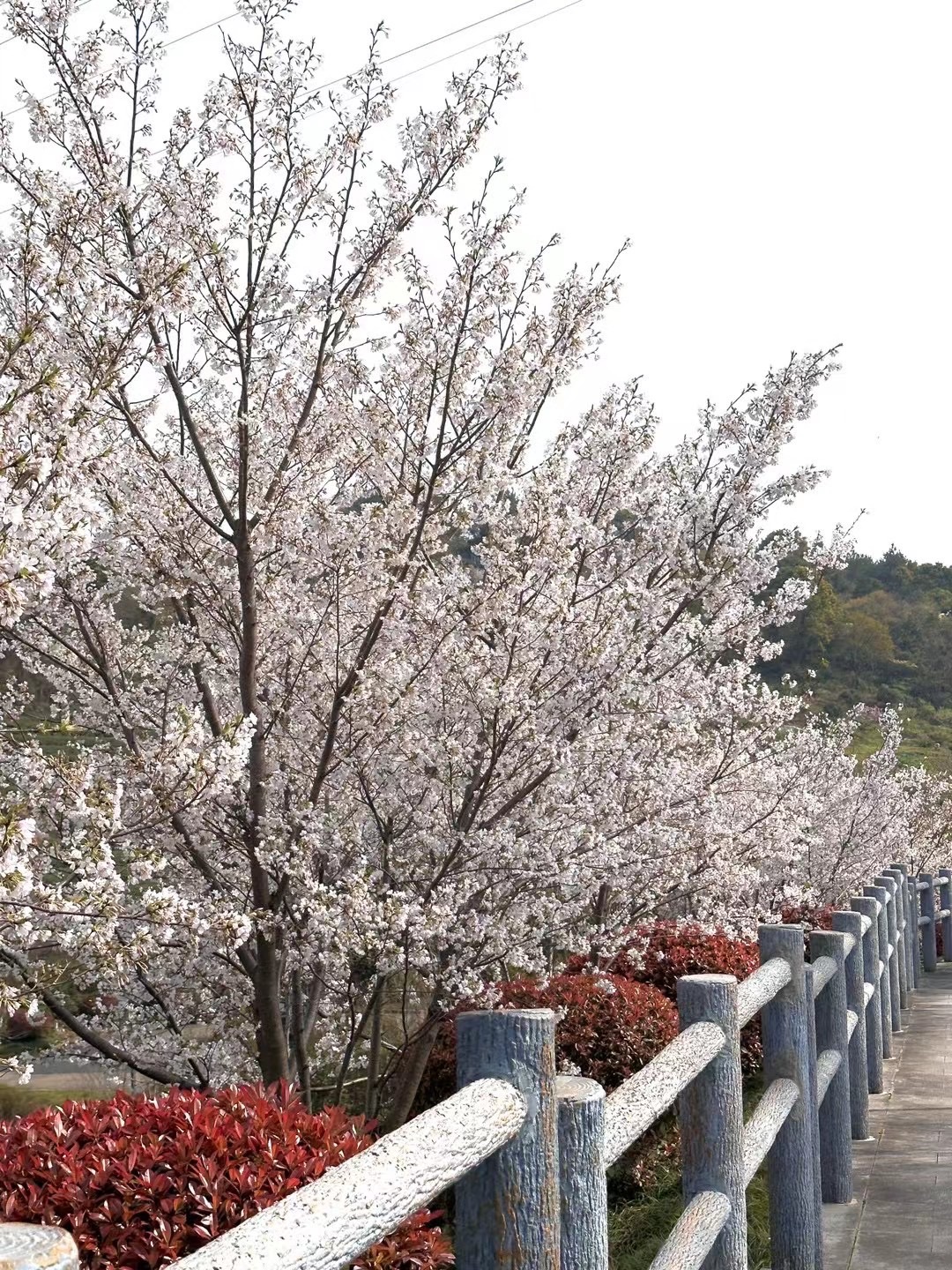 华山公园旅行图片 2