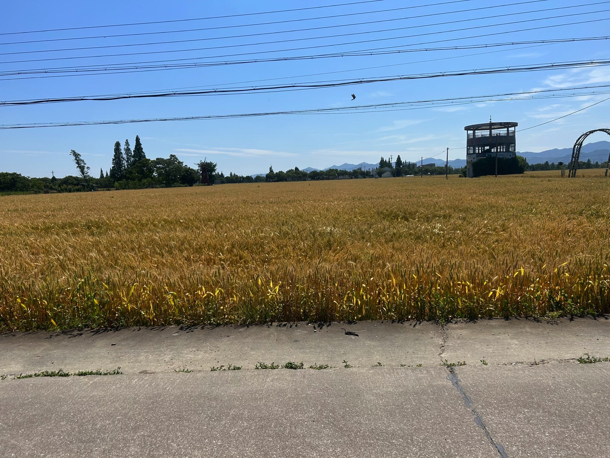 费市公园旅行图片 1