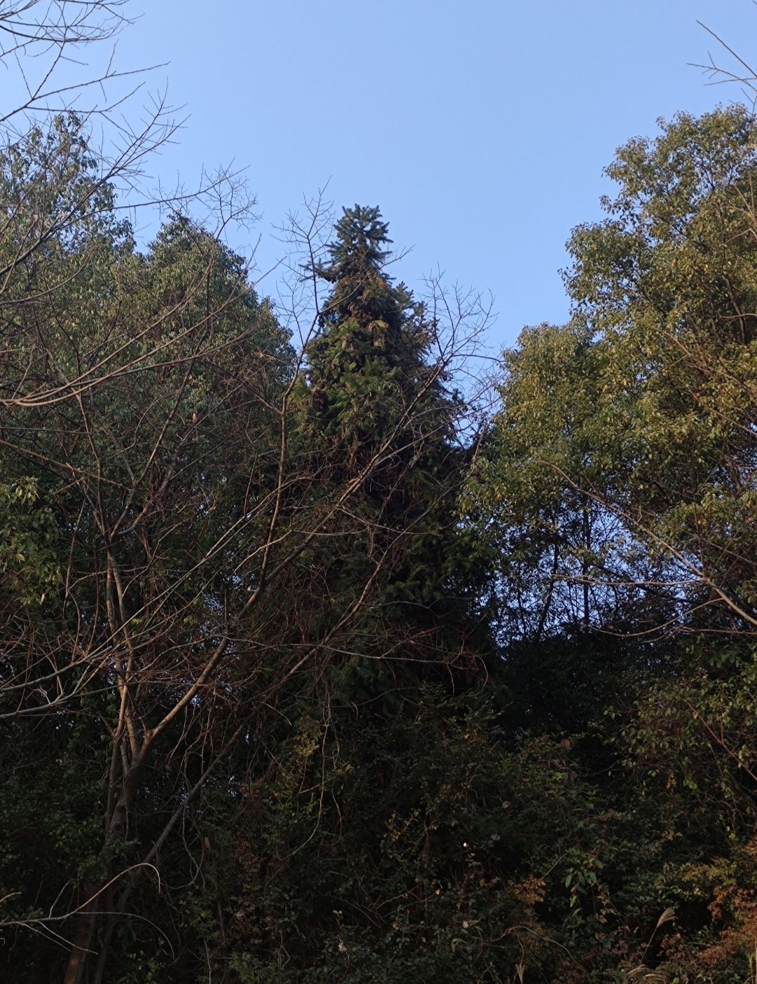 古城山公园旅行图片 2