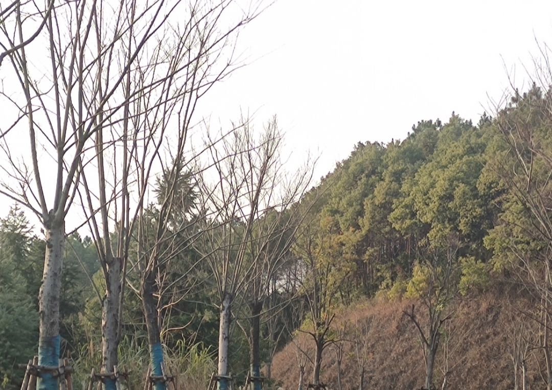 古城山公园旅行图片 3