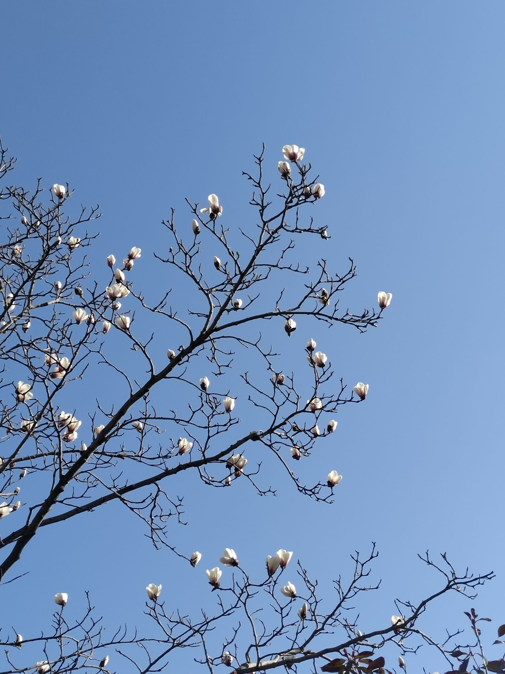 清音公园旅行图片 3