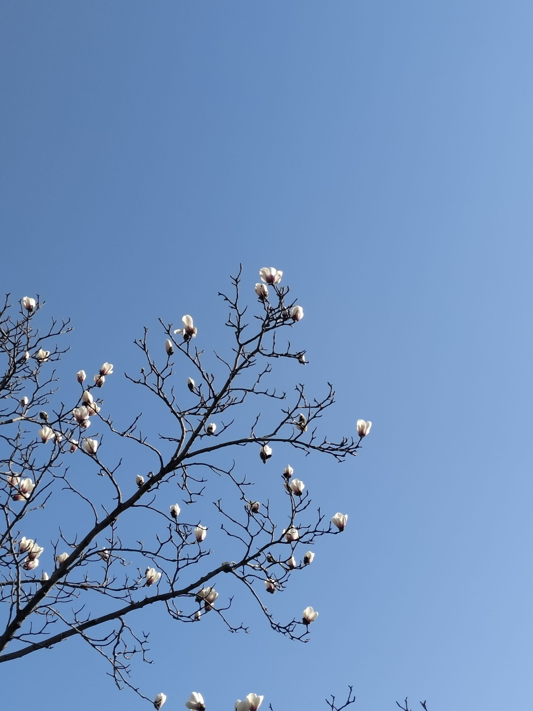 清音公园旅行图片 1