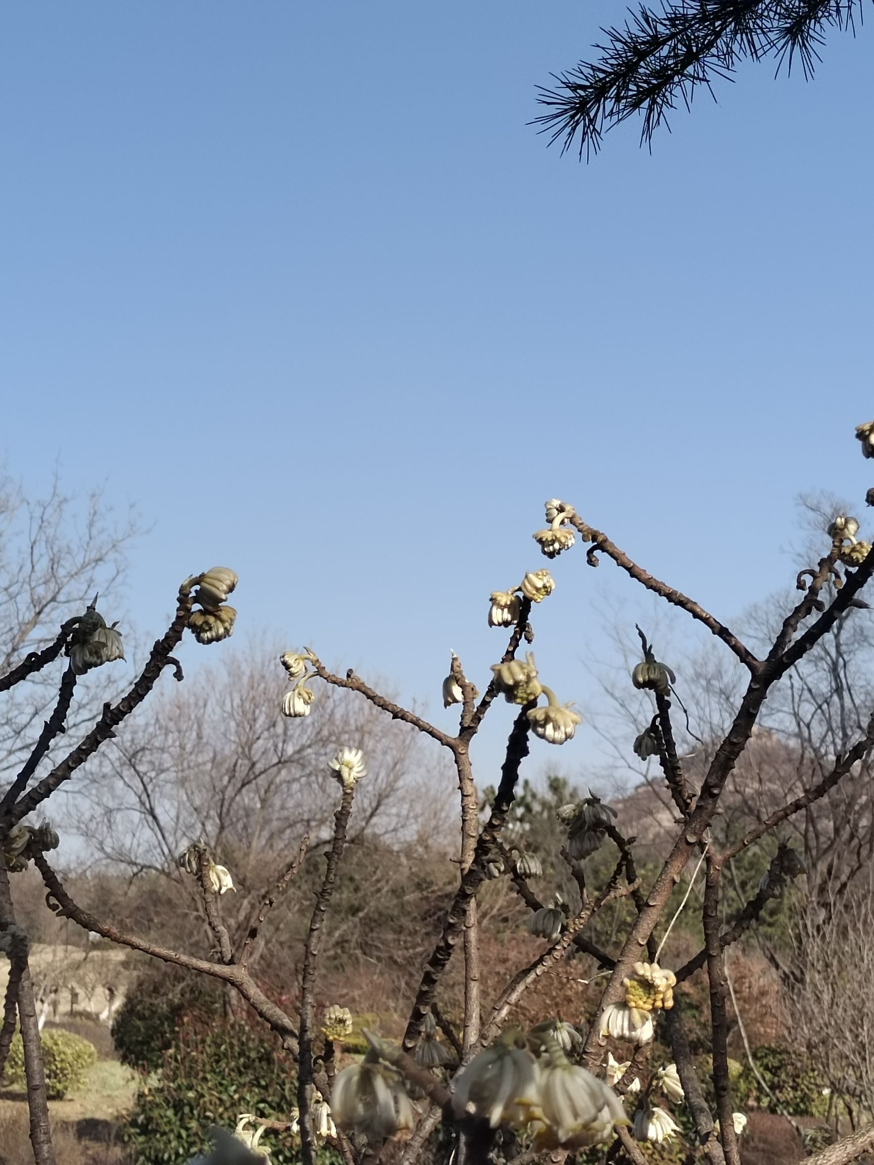 清音公园旅行图片 2