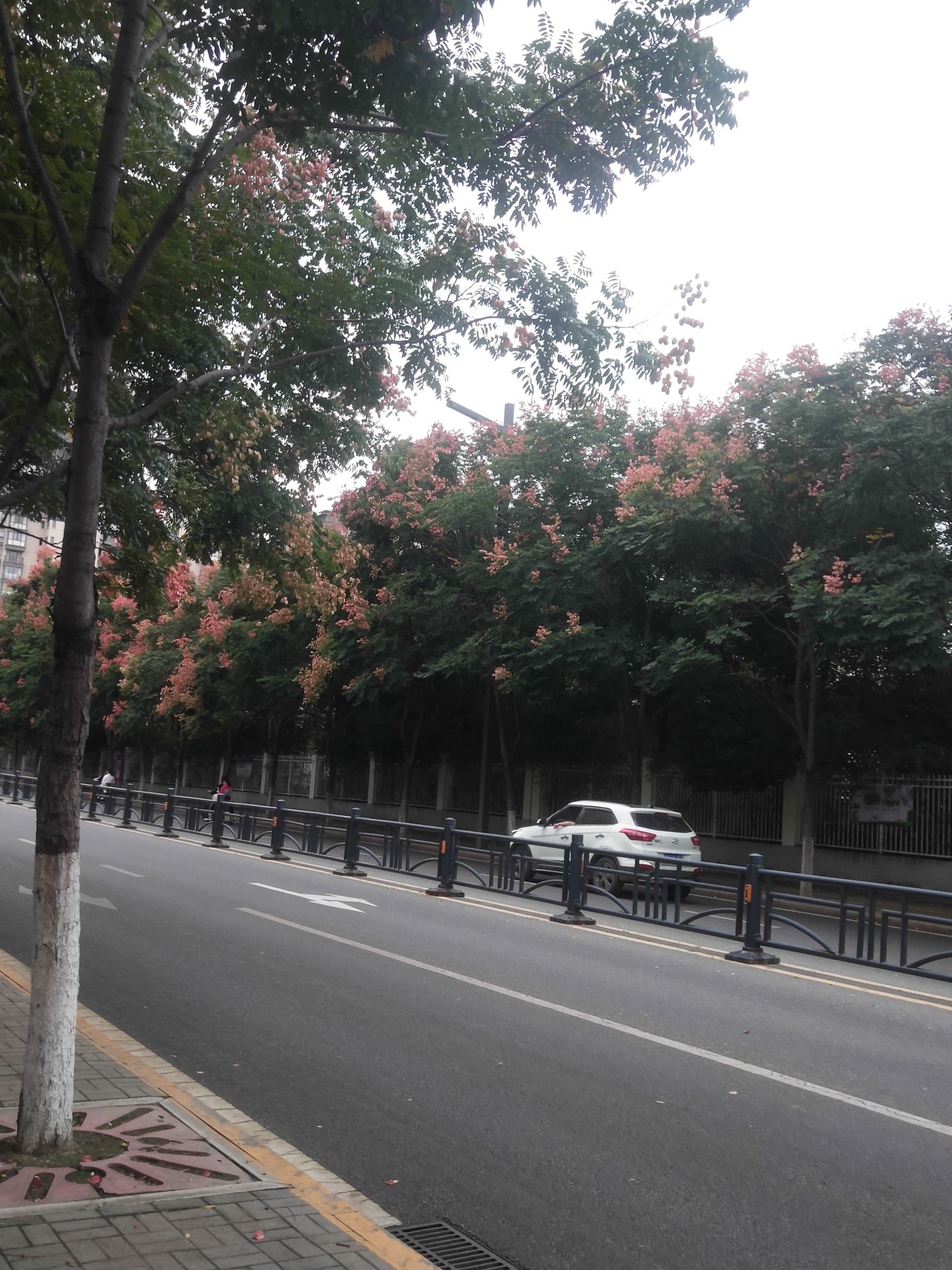 老子故里安徽涡阳老子牛旅行图片 3