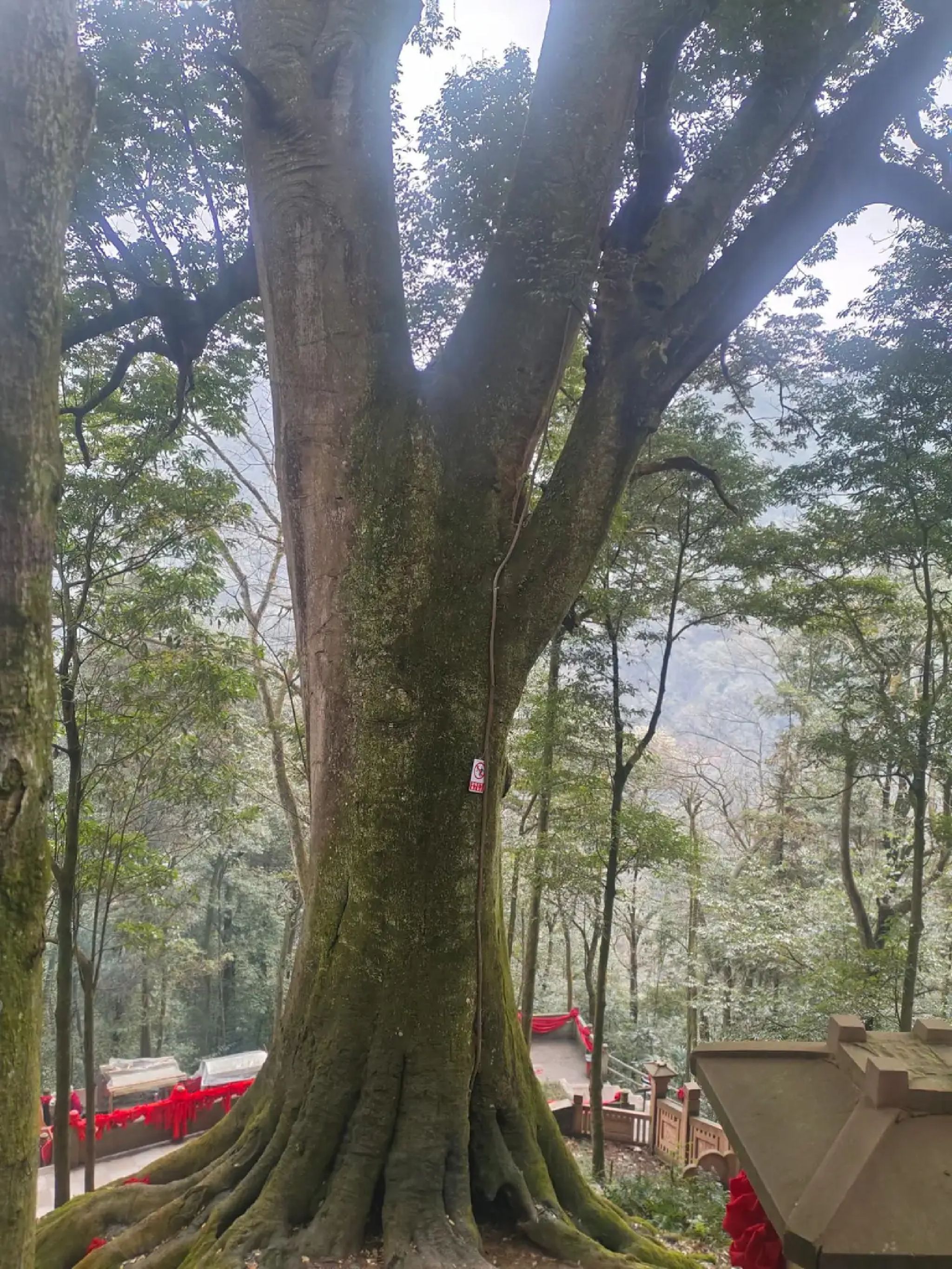 上举相思谷风景区旅行图片 1