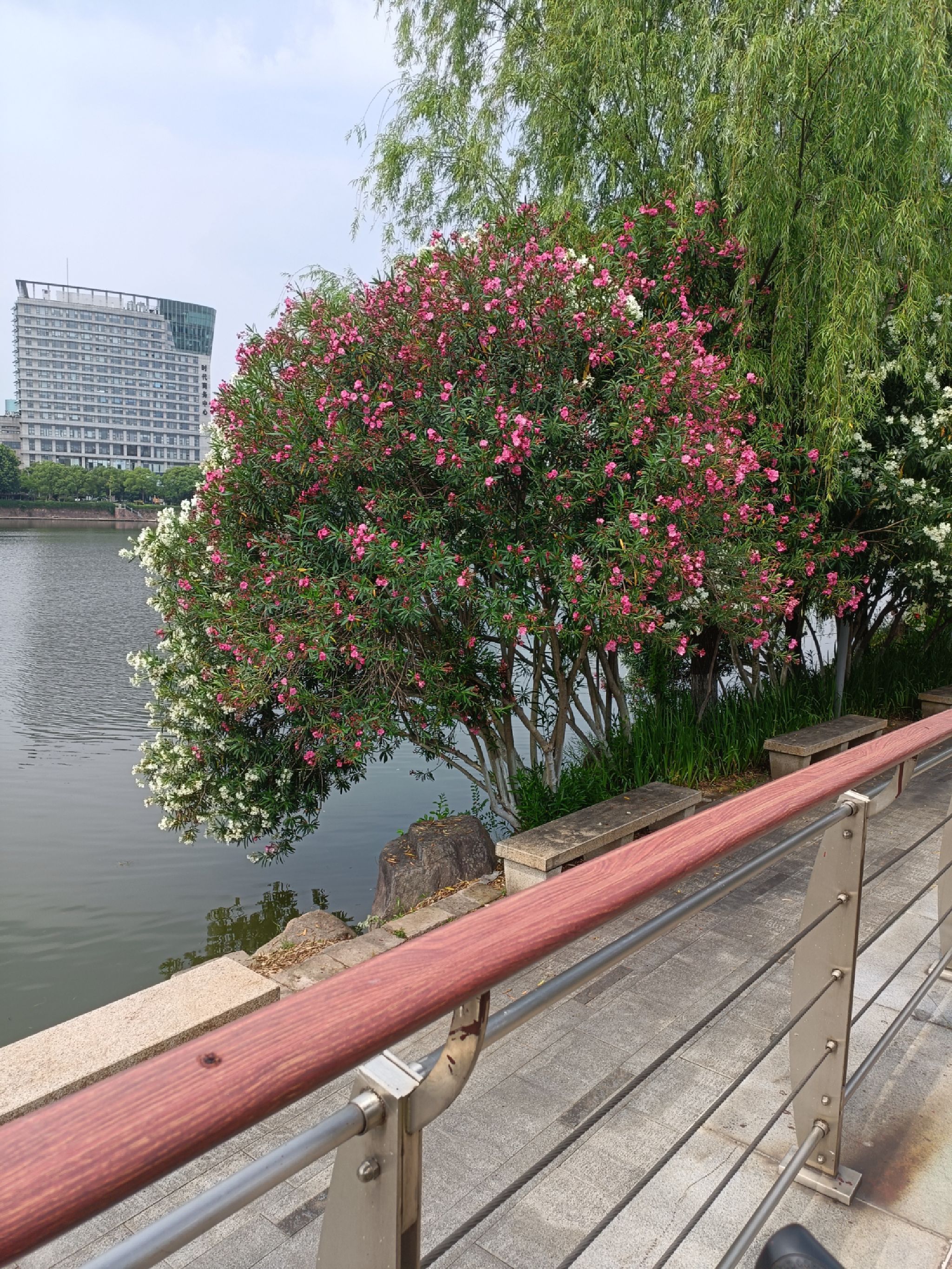 五百滩公园旅行图片 3