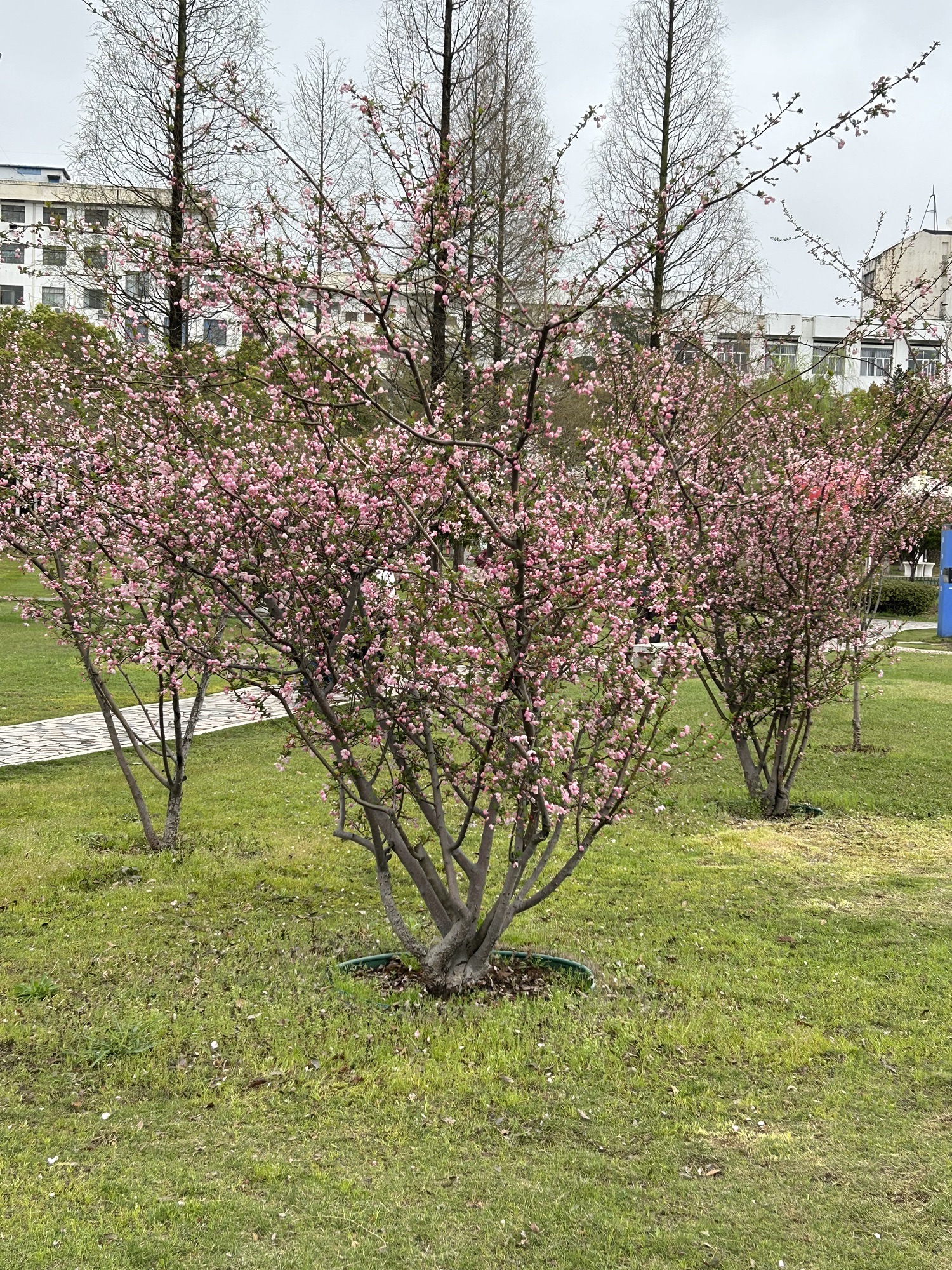 北纬44度·金珠花海休闲农业旅游景区旅行图片 3