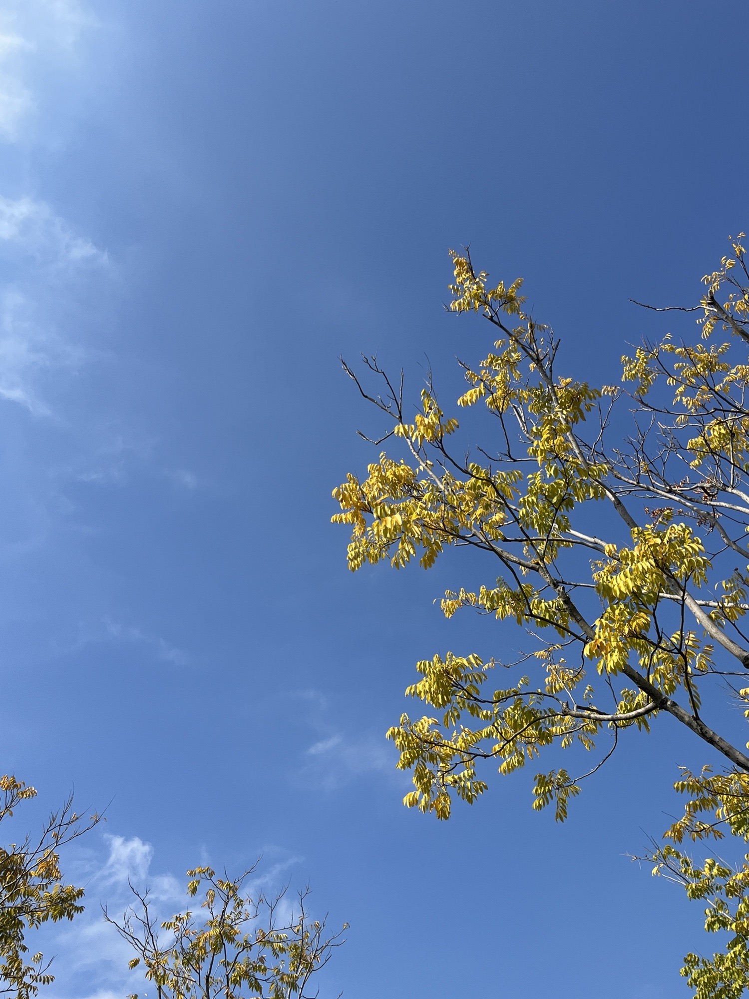 牛岗山公园旅行图片 3