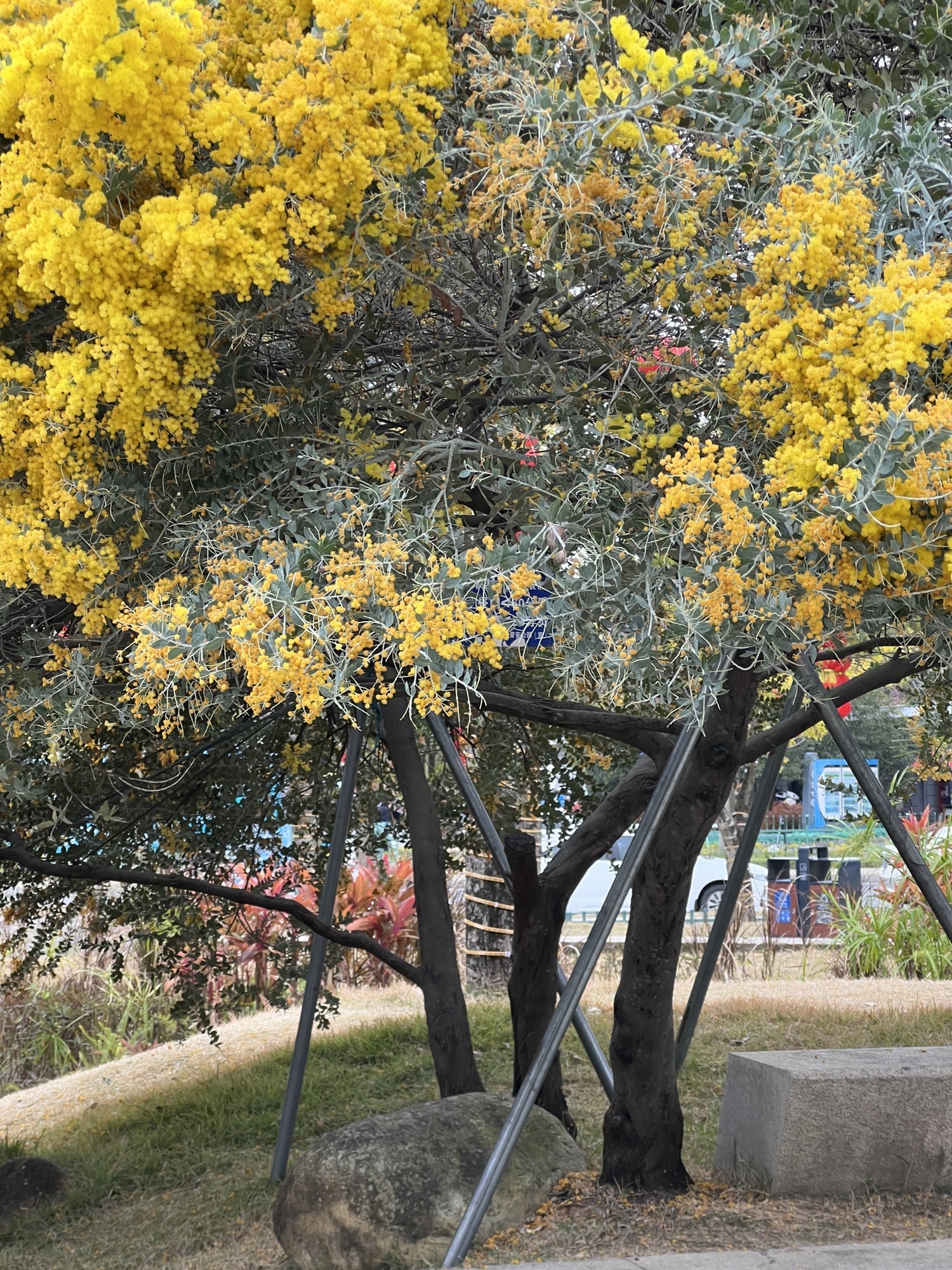 牛岗山公园旅行图片 1
