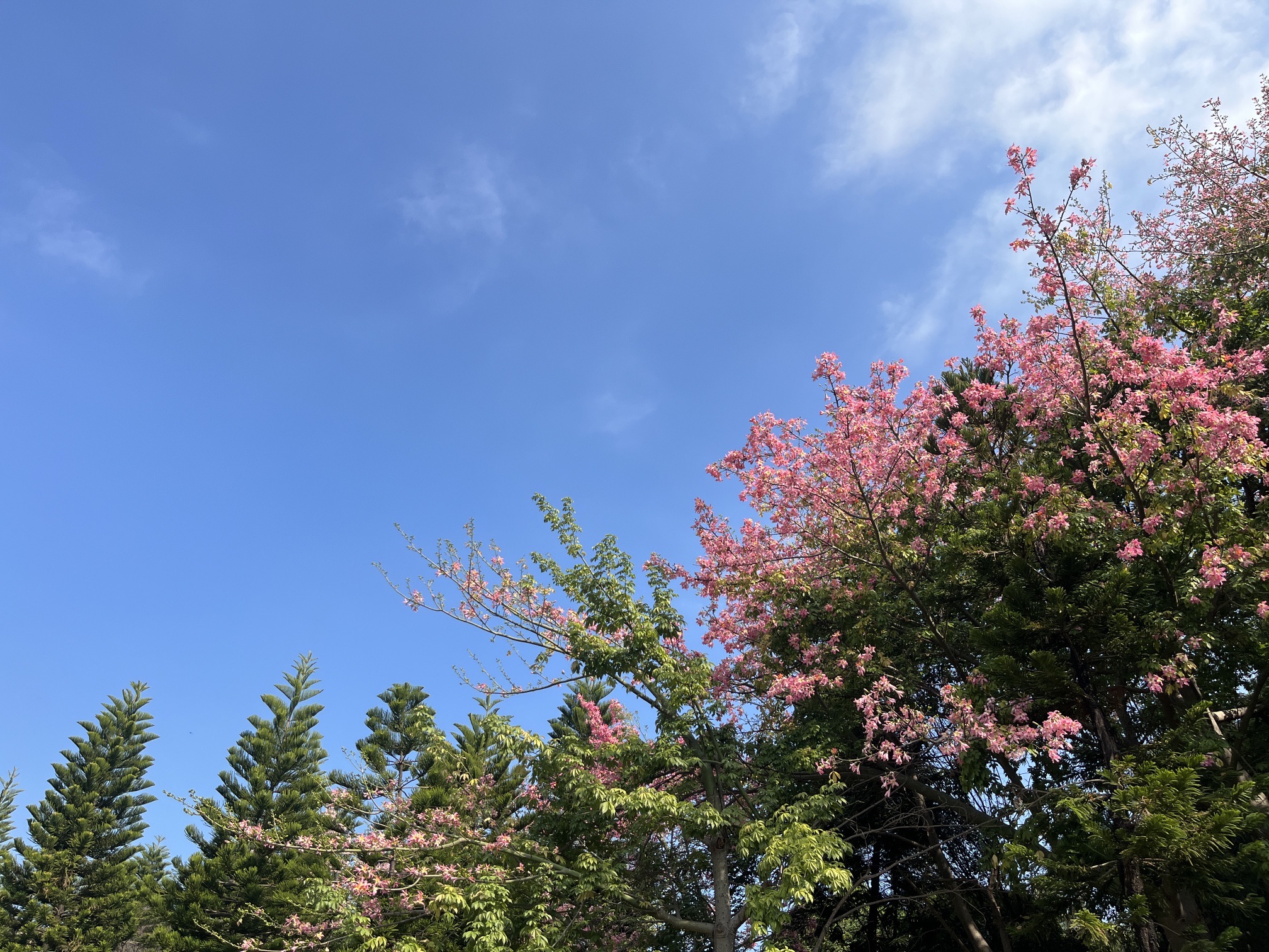 牛岗山公园旅行图片 1