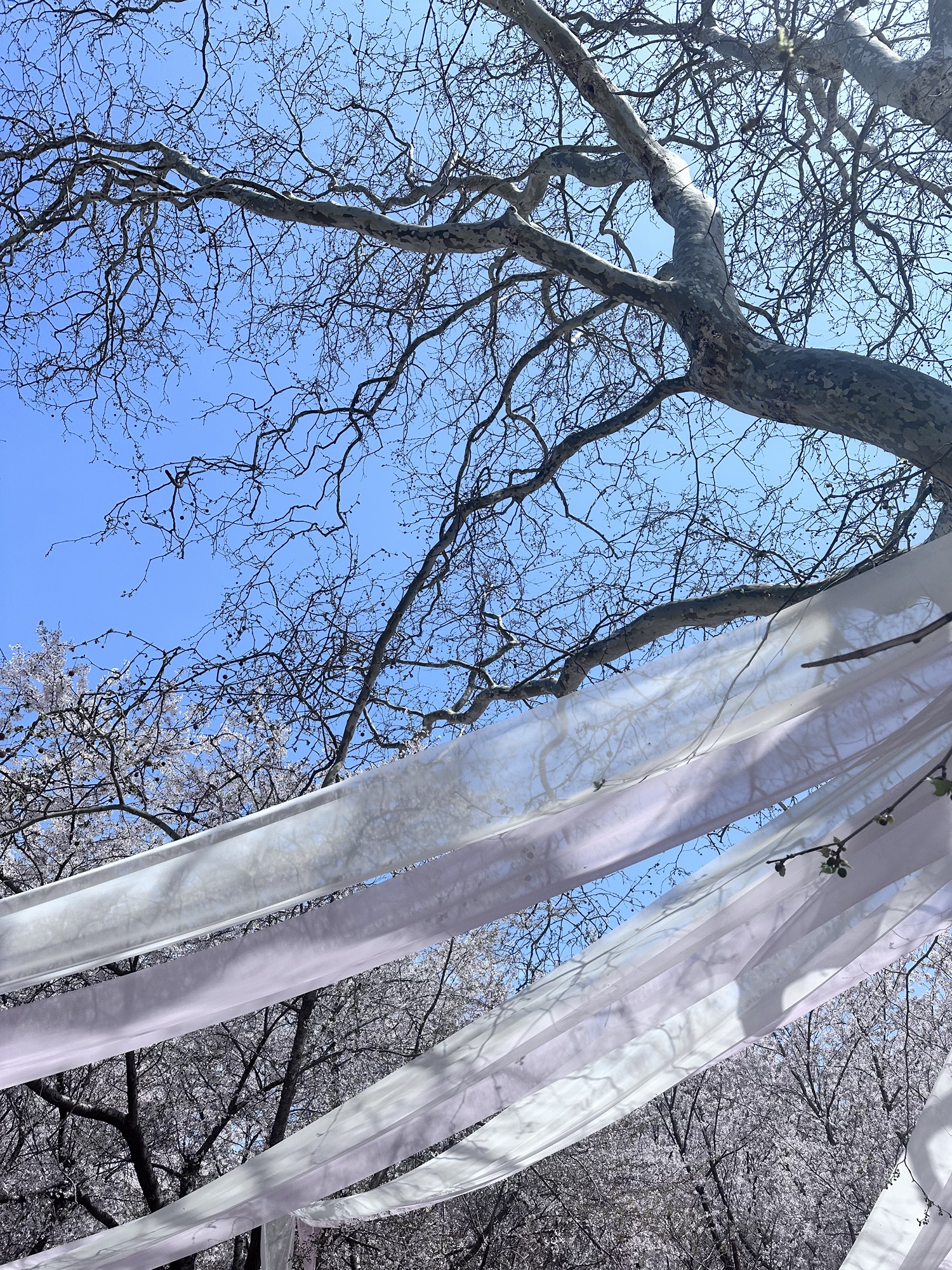 龙王塘樱花园旅行图片 3
