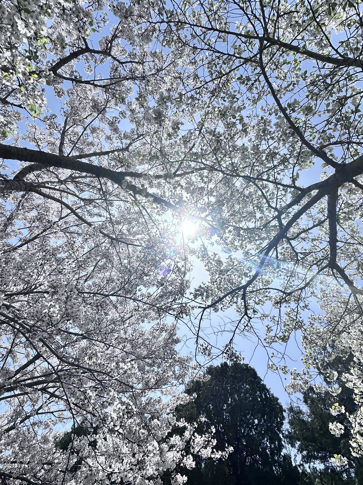 龙王塘樱花园旅行图片 2