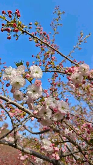 龙王塘樱花园旅行图片 2