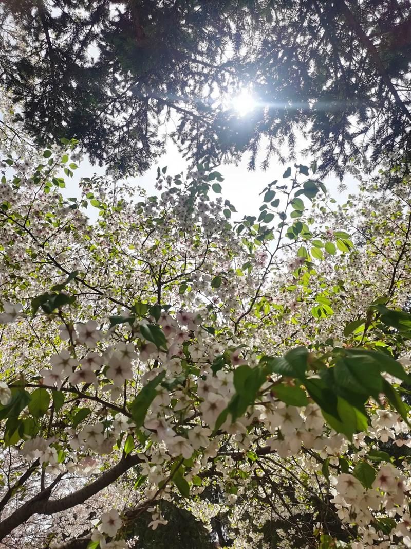 龙王塘樱花园旅行图片 3