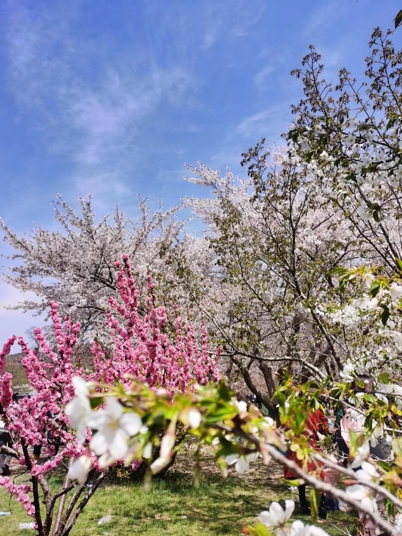 龙王塘樱花园旅行图片 2