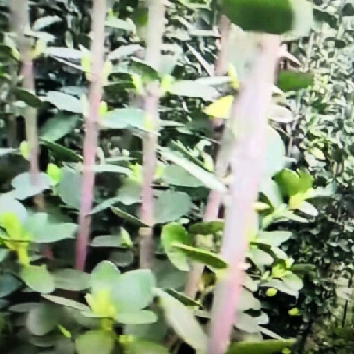 小漓江生态湿地旅行图片 2