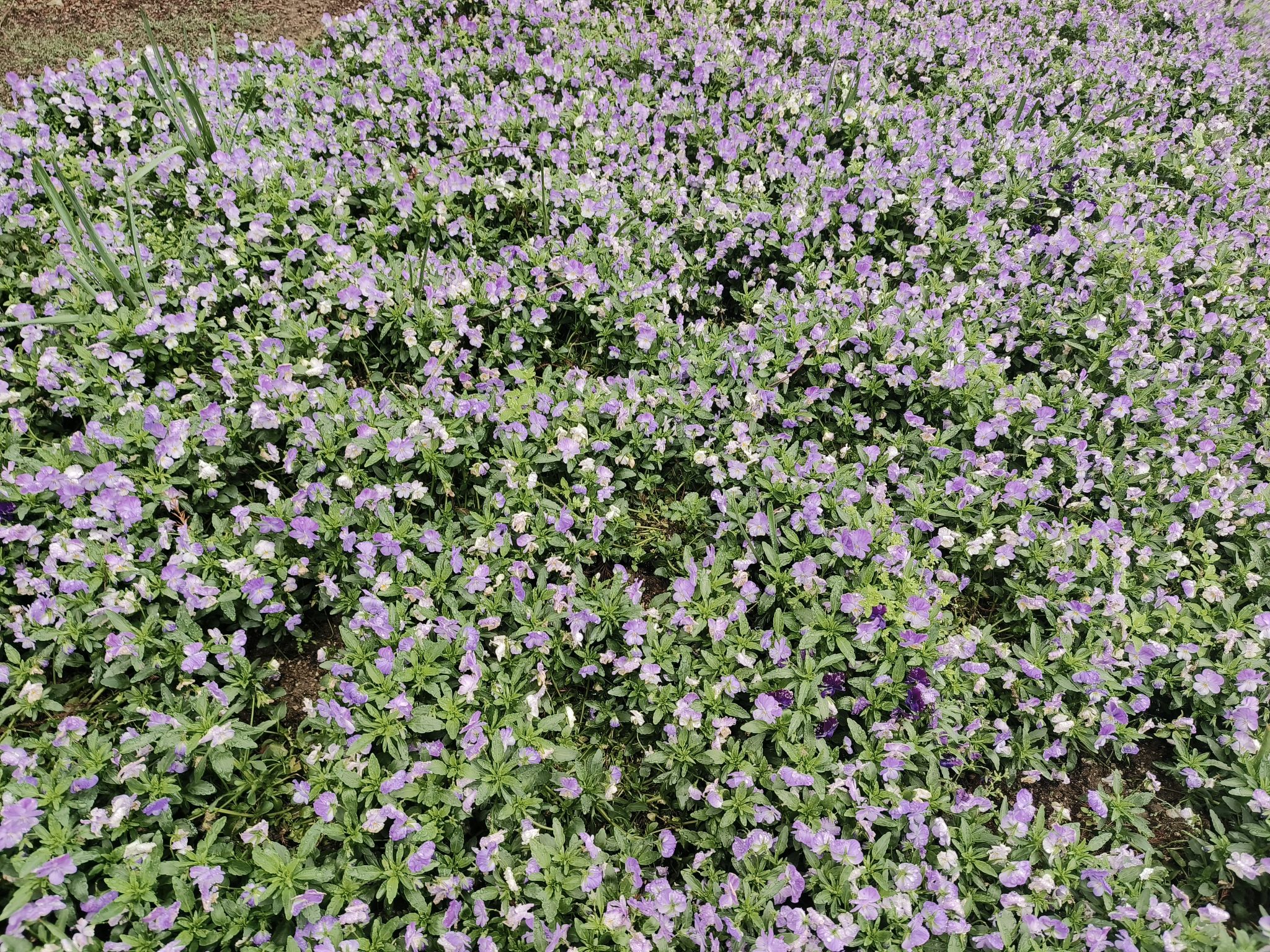 宁波植物园旅行图片 2