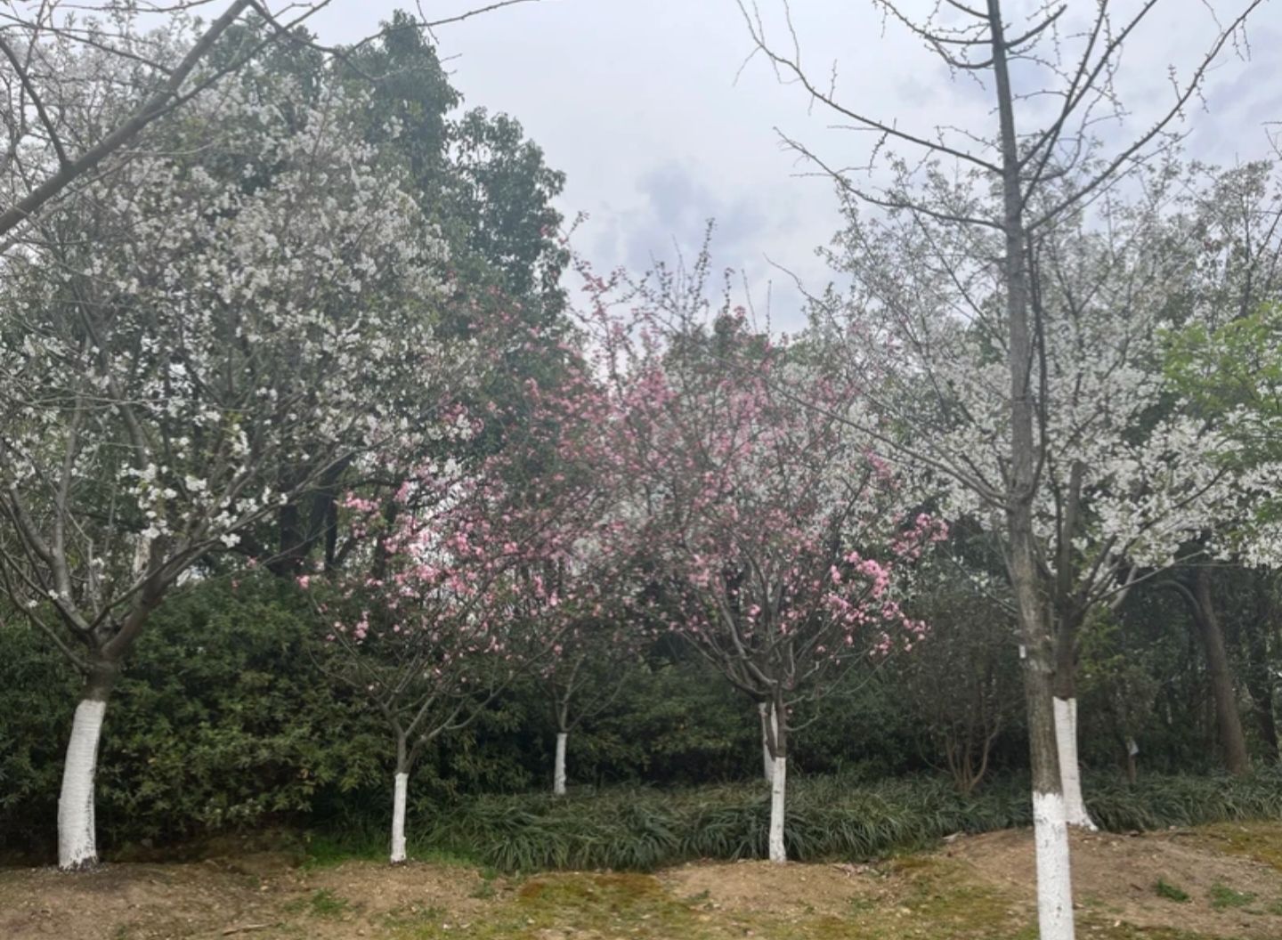 宁波植物园旅行图片 1