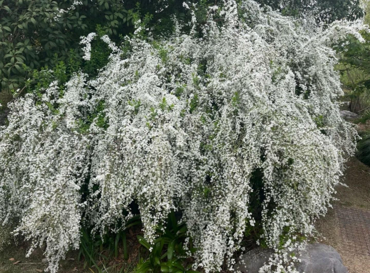 宁波植物园旅行图片 2