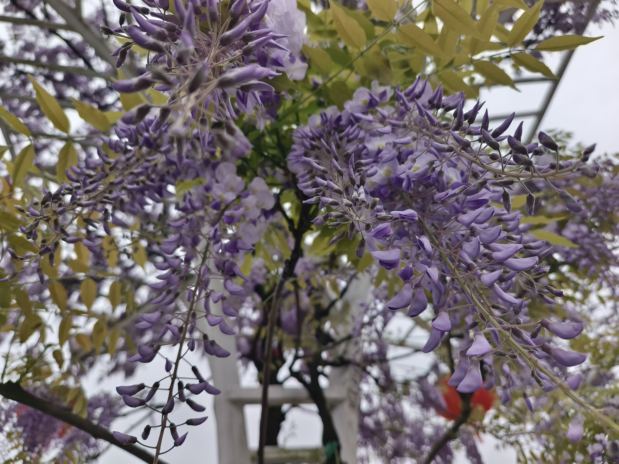 宁波植物园旅行图片 3