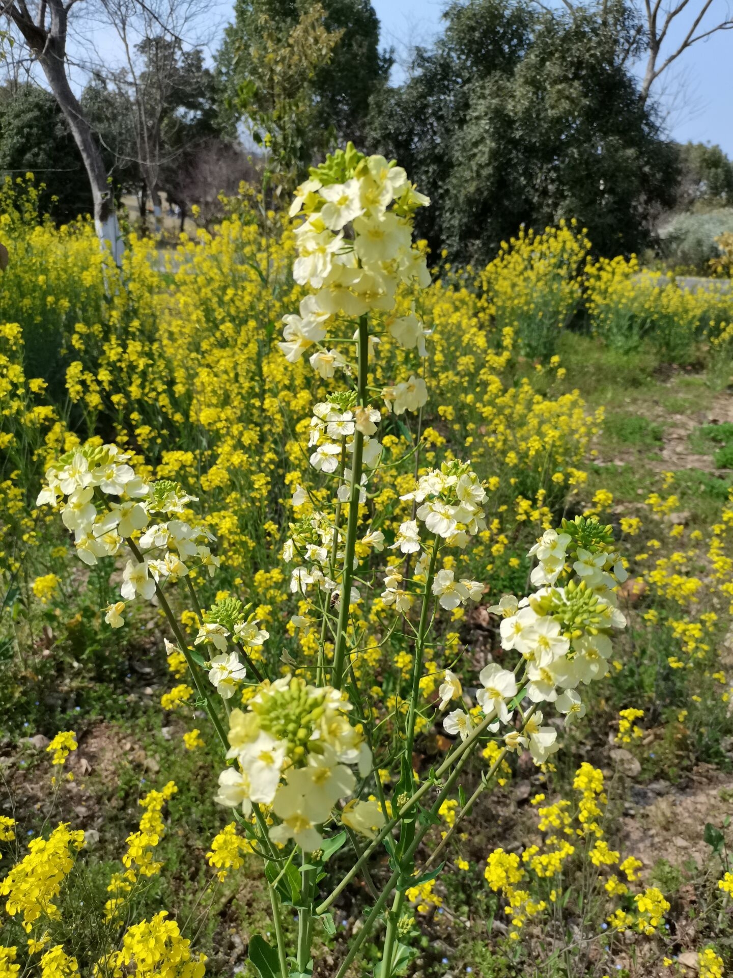 宁波植物园旅行图片 1