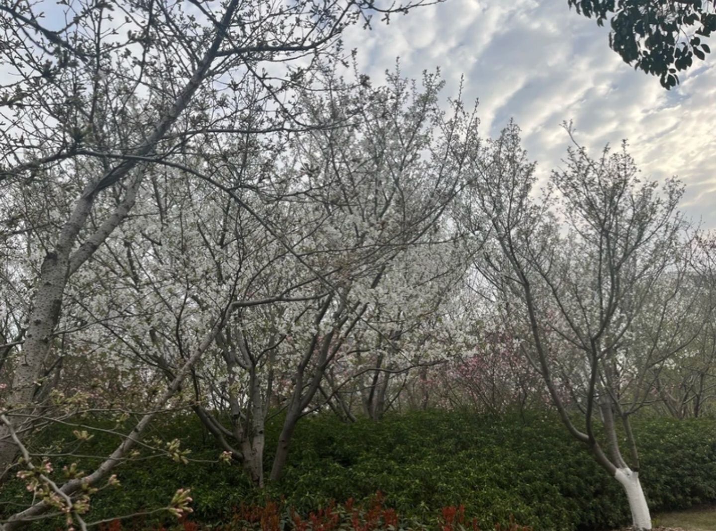 宁波植物园旅行图片 3