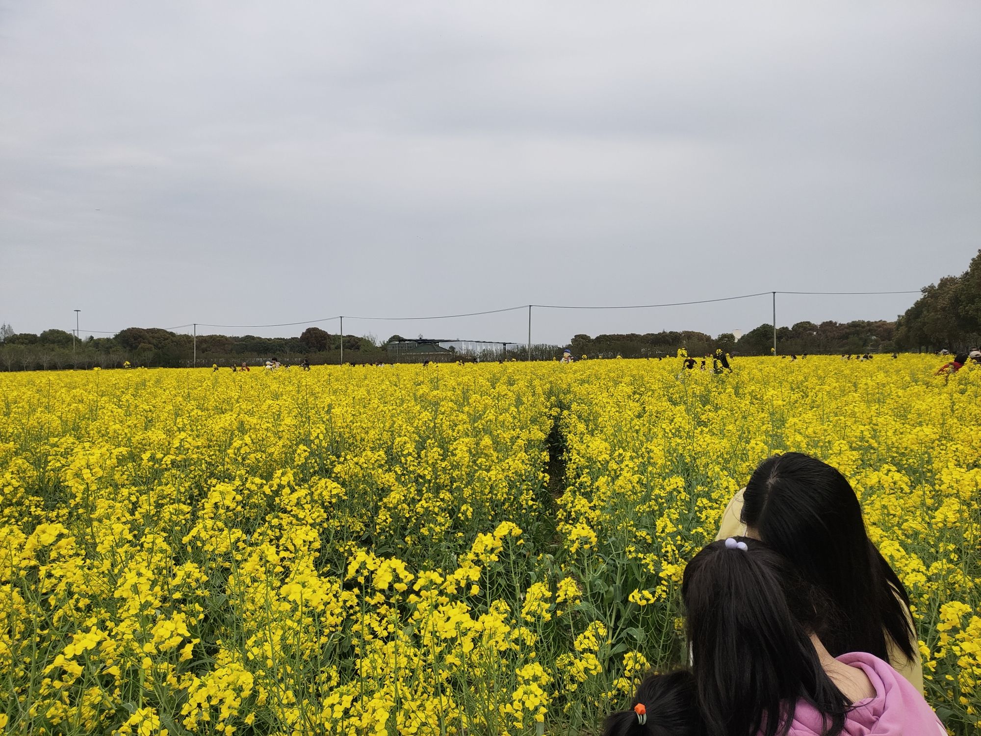 庄行菜花景区旅行图片 1