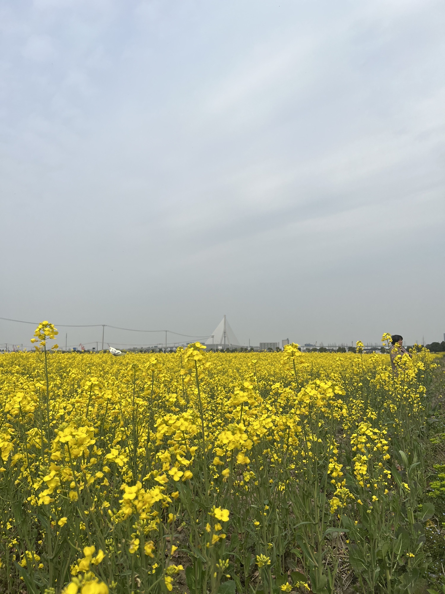 庄行菜花景区旅行图片 1