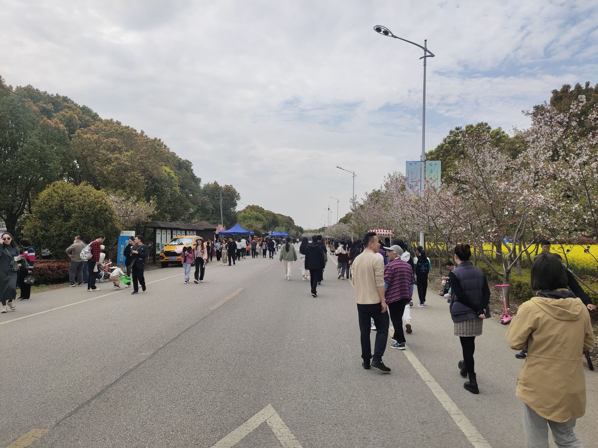 庄行菜花景区旅行图片 2