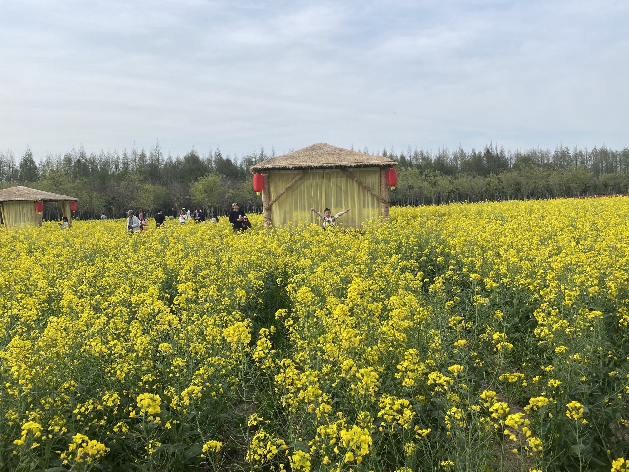 庄行菜花景区旅行图片 1