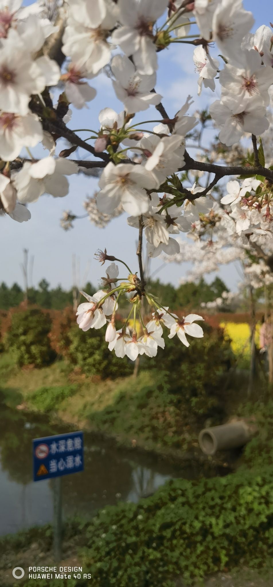 庄行菜花景区旅行图片 1