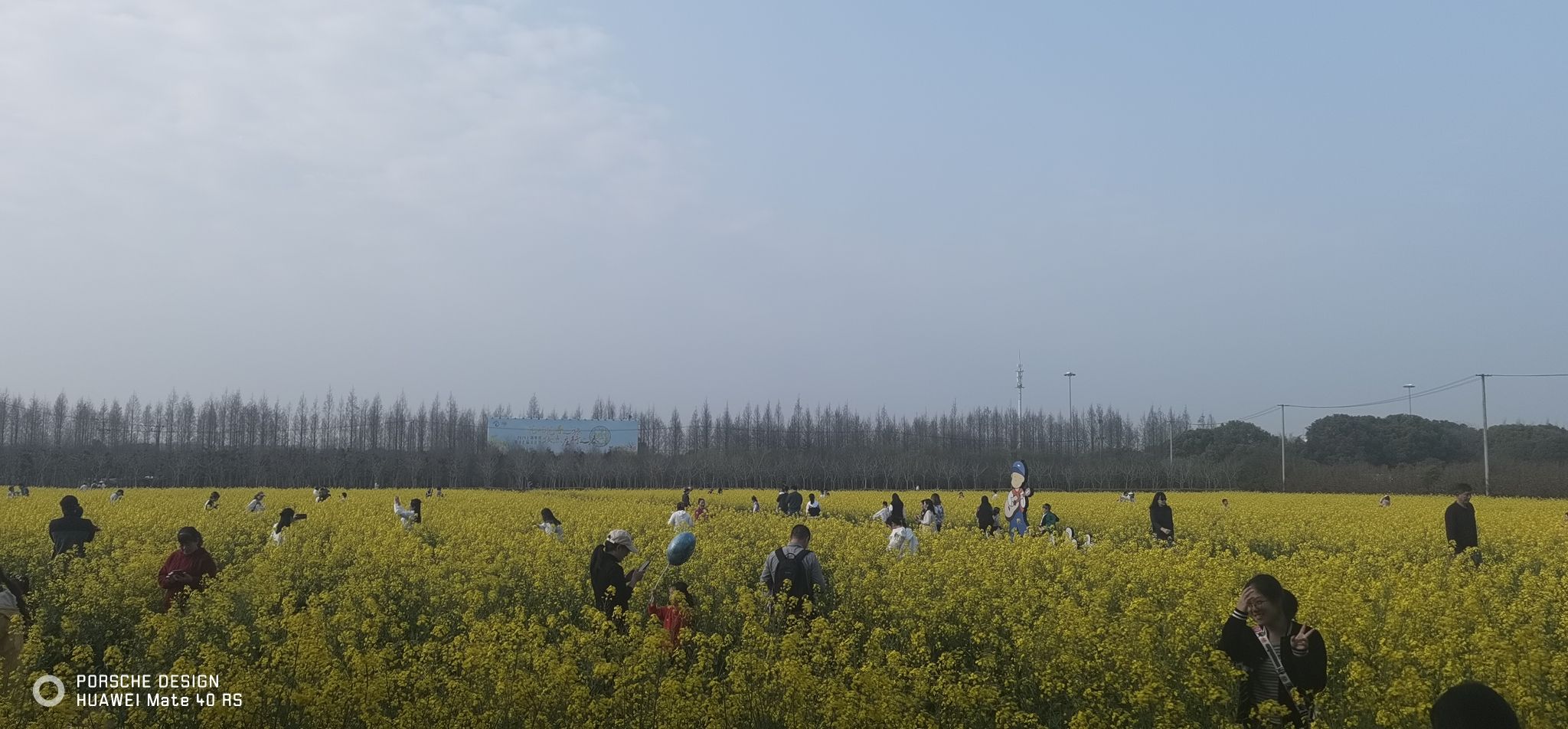 庄行菜花景区旅行图片 3