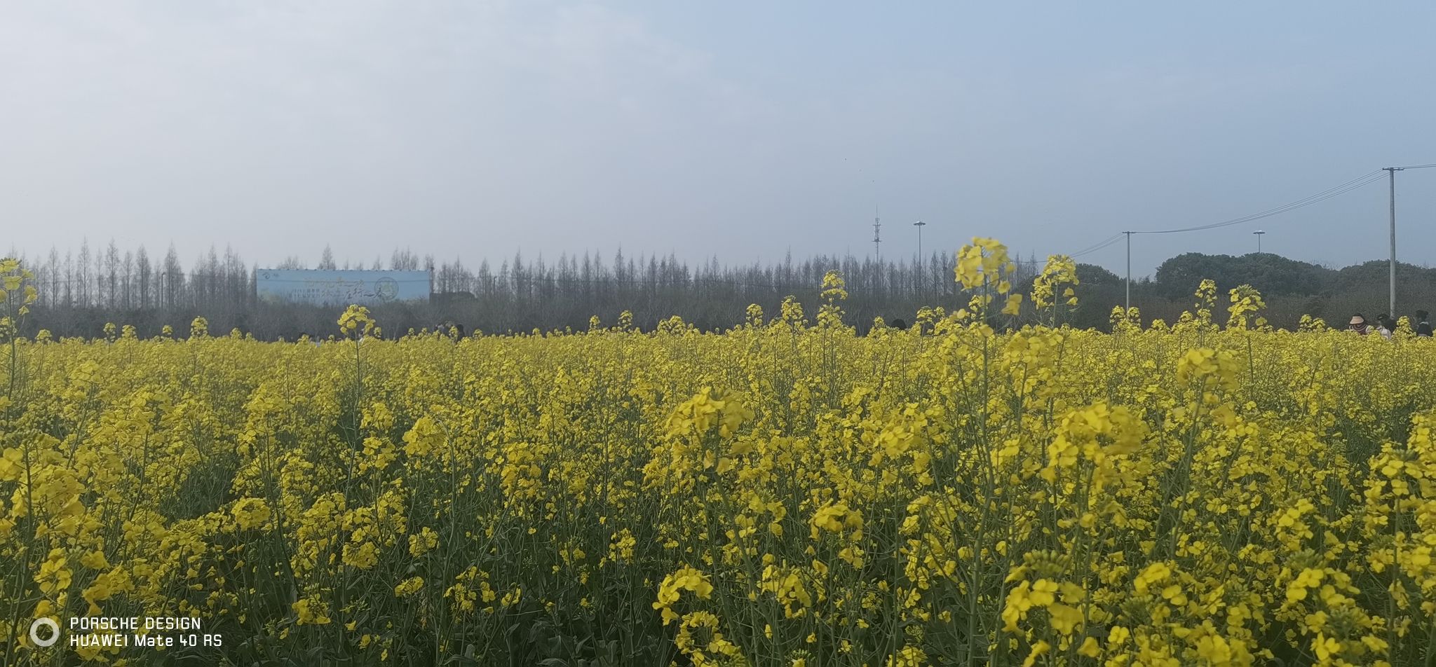 庄行菜花景区旅行图片 2
