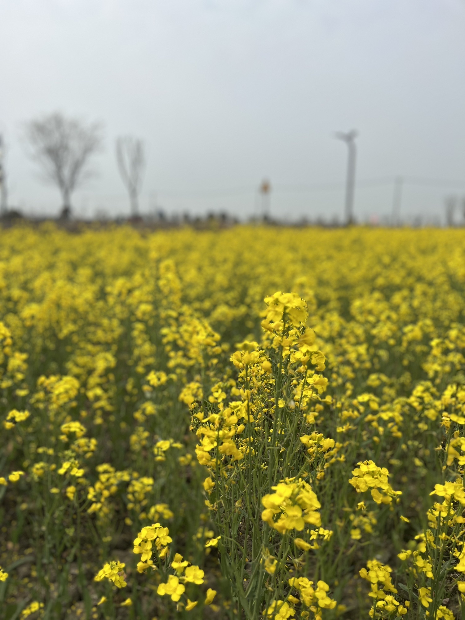 庄行菜花景区旅行图片 2